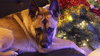 CLARA BELLE - Fostered Bangor, ME