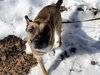 CLARA BELLE - Fostered Bangor, ME