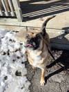 CLARA BELLE - Fostered Bangor, ME