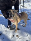 CLARA BELLE - Fostered Bangor, ME