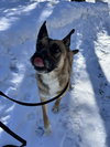 CLARA BELLE - Fostered Bangor, ME