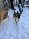 CLARA BELLE - Fostered Bangor, ME