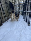 CLARA BELLE - Fostered Bangor, ME