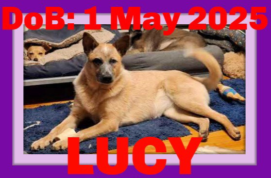 LUCY