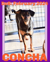 CONCHA