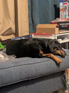 CONCHA - Fostered in Harmony, ME