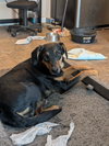 CONCHA - Fostered in Harmony, ME