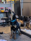 CONCHA - Fostered in Harmony, ME