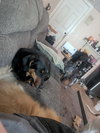CONCHA - Fostered in Harmony, ME