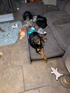 CONCHA - Fostered in Harmony, ME