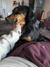 CONCHA - Fostered in Harmony, ME