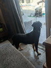 CONCHA - Fostered in Harmony, ME