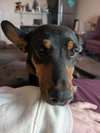 CONCHA - Fostered in Harmony, ME