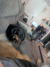 CONCHA - Fostered in Harmony, ME