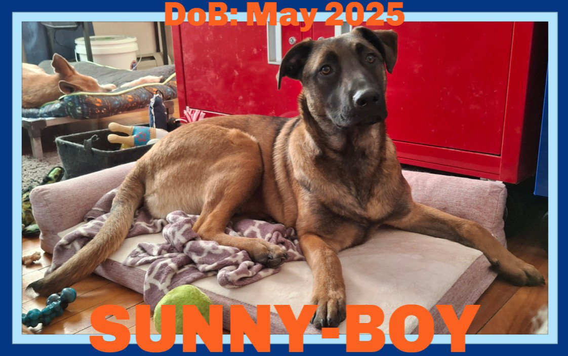 SUNNY-Boy