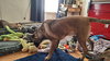 SUNNY-Boy