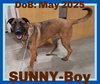 SUNNY-Boy