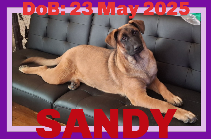 SANDY