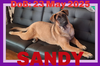SANDY