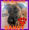 SANDY - Fostered in Southern Maine