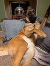 SANDY - Fostered in Southern Maine