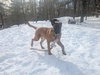 SANDY - Fostered in Southern Maine