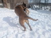 SANDY - Fostered in Southern Maine