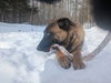 SANDY - Fostered in Southern Maine