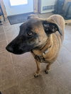SANDY - Fostered in Southern Maine