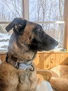 SANDY - Fostered in Southern Maine