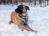 SANDY - Fostered in Southern Maine