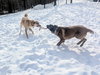 SANDY - Fostered in Southern Maine