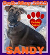 SANDY - Fostered in Southern Maine