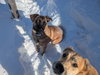 SANDY - Fostered in Southern Maine