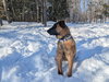 SANDY - Fostered in Southern Maine