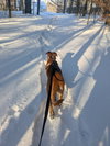 SANDY - Fostered in Southern Maine