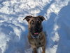 SANDY - Fostered in Southern Maine