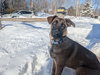 SANDY - Fostered in Southern Maine