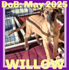 WILLOW