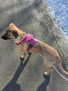 WILLOW