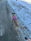 WILLOW