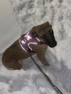 WILLOW