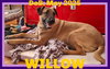 WILLOW