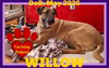 WILLOW