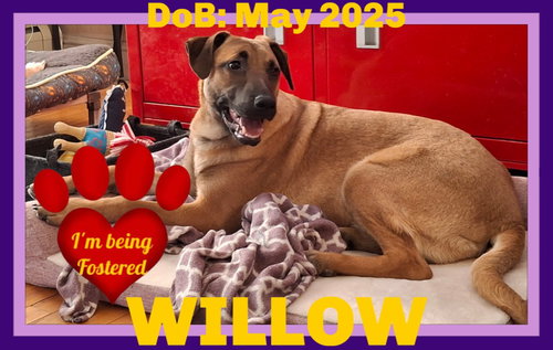 WILLOW