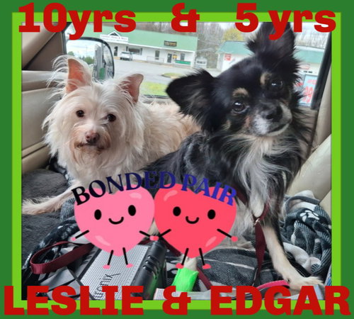 EDGAR bonded with Leslie, an adoptable Chihuahua in Sebec, ME