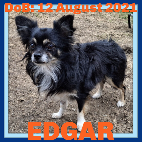 EDGAR bonded with Leslie, an adoptable Chihuahua in Sebec, ME