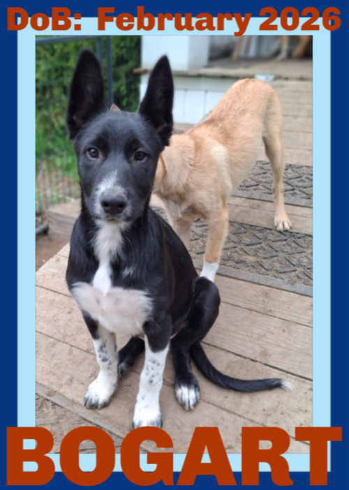 BOGART, an adoptable German Shepherd Dog in Sebec, ME