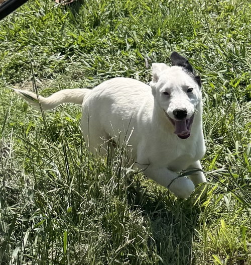MONROE, an adoptable German Shepherd Dog in Sebec, ME
