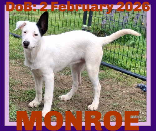 MONROE, an adoptable German Shepherd Dog in Sebec, ME